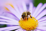 Lutte contre les maladies des abeilles : appel à candidatures de vétérinaires