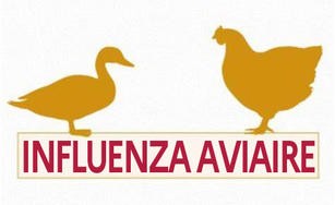 Lutte contre l’influenza aviaire hautement pathogène 